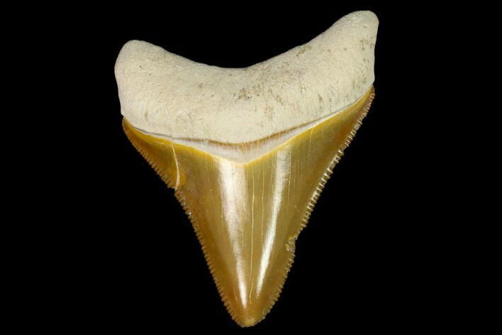 Serrated, Fossil Megalodon Tooth - Florida #122557